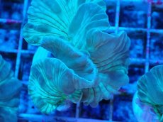 画像2: No.4 フォックスコーラル カット個体 (2)