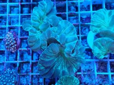 画像1: No.5 フォックスコーラル カット個体 (1)