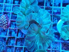 画像2: No.5 フォックスコーラル カット個体 (2)