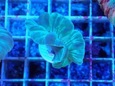 画像1: No.6 フォックスコーラル カット個体 (1)