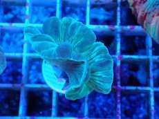 画像2: No.6 フォックスコーラル カット個体 (2)