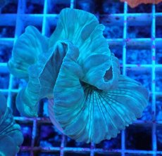 画像1: No.7 フォックスコーラル カット個体 (1)