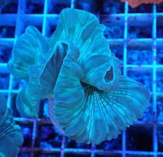 ライブロック ミックスザイズ を買うならアクアスタイルユー 海水魚