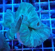 画像2: No.7 フォックスコーラル カット個体 (2)