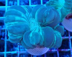 画像1: No.8 フォックスコーラル カット個体 (1)