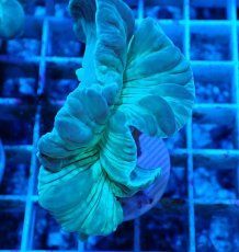 画像2: No.9 フォックスコーラル カット個体 (2)