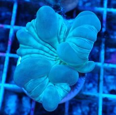 画像1: No.10 フォックスコーラル カット個体 (1)