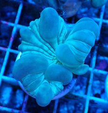 画像2: No.10 フォックスコーラル カット個体 (2)