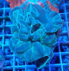 画像1: No.11 フォックスコーラル カット個体 (1)