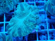 画像1: No.12 フォックスコーラル カット個体 (1)