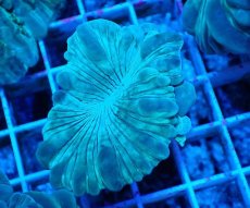 画像2: No.12 フォックスコーラル カット個体 (2)