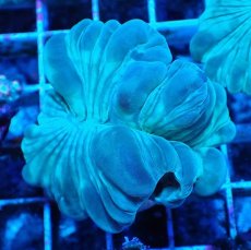 画像1: No.13 フォックスコーラル カット個体 (1)