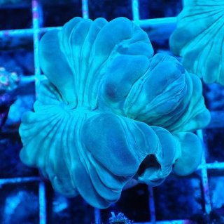 No.22 オーストラリア産 スコリミア Warpaintを買うならアクアスタイル