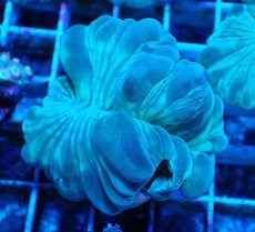 画像2: No.13 フォックスコーラル カット個体 (2)