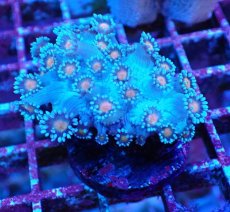 画像1: No.1 ハナガササンゴ コアオレンジ (1)