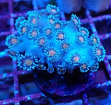 画像2: No.1 ハナガササンゴ コアオレンジ (2)