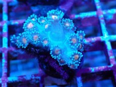 画像1: No.2 ハナガササンゴ コアオレンジ (1)