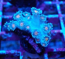 画像2: No.2 ハナガササンゴ コアオレンジ (2)