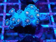 画像1: No.3 ハナガササンゴ コアオレンジ (1)