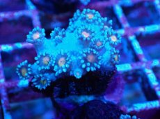 画像2: No.3 ハナガササンゴ コアオレンジ (2)