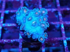 画像1: No.4 ハナガササンゴ コアオレンジ (1)