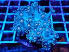 画像1: No.5 ハナガササンゴ コアオレンジ (1)