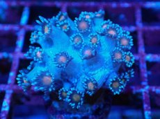 画像1: No.6 ハナガササンゴ コアオレンジ (1)