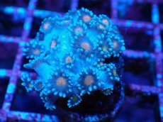 画像2: No.7 ハナガササンゴ コアオレンジ (2)