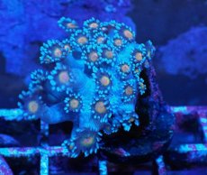 画像1: No.8 ハナガササンゴ コアオレンジ (1)