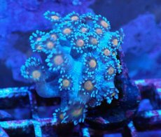 画像2: No.8 ハナガササンゴ コアオレンジ (2)