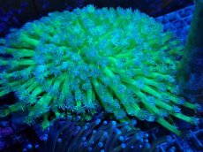 画像1: No.9 ハナガササンゴ 蛍光ツートン (1)