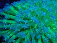 画像2: No.9 ハナガササンゴ 蛍光ツートン (2)