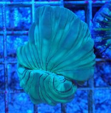 画像1: No.14 フォックスコーラル カット個体 (1)