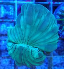 画像2: No.14 フォックスコーラル カット個体 (2)