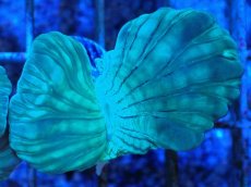 画像1: No.15 フォックスコーラル カット個体 (1)