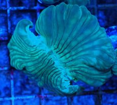 画像1: No.16 フォックスコーラル カット個体 (1)