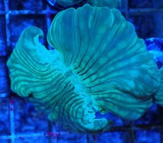 画像2: No.16 フォックスコーラル カット個体 (2)