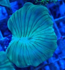 画像1: No.17 フォックスコーラル カット個体 (1)