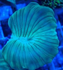 画像2: No.17 フォックスコーラル カット個体 (2)