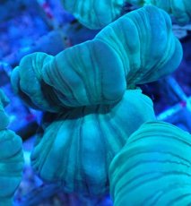 画像1: No.18 フォックスコーラル カット個体 (1)