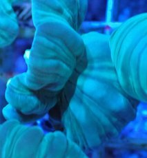 画像2: No.18 フォックスコーラル カット個体 (2)