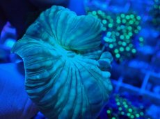 画像1: No.19 フォックスコーラル カット個体 (1)