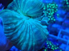 画像2: No.19 フォックスコーラル カット個体 (2)