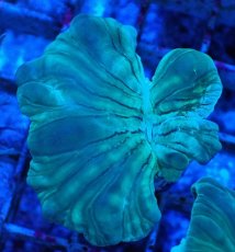 画像1: No.20 フォックスコーラル カット個体 (1)