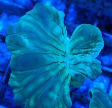 画像2: No.20 フォックスコーラル カット個体 (2)