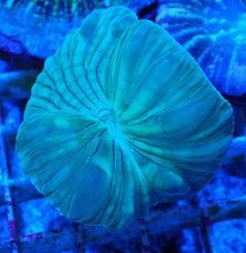 画像1: No.21 フォックスコーラル カット個体 (1)