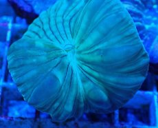 画像2: No.21 フォックスコーラル カット個体 (2)