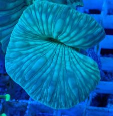 画像1: No.22 フォックスコーラル カット個体 (1)