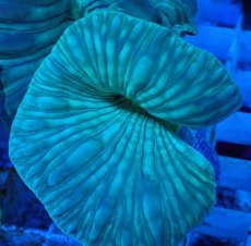 画像2: No.22 フォックスコーラル カット個体 (2)