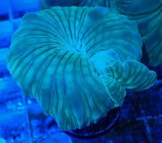 画像1: No.23 フォックスコーラル カット個体 (1)